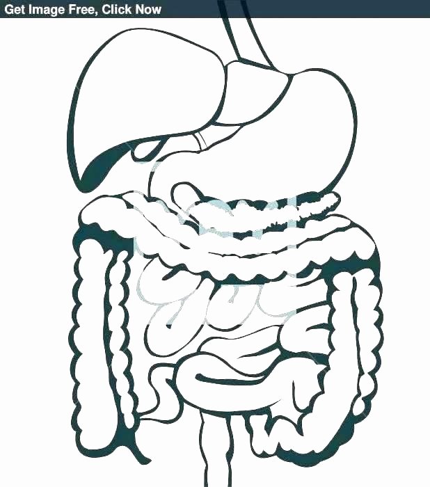 Digestive System Coloring Sheets Awesome Free Printable Digestive System Worksheets – Tusfacturas
