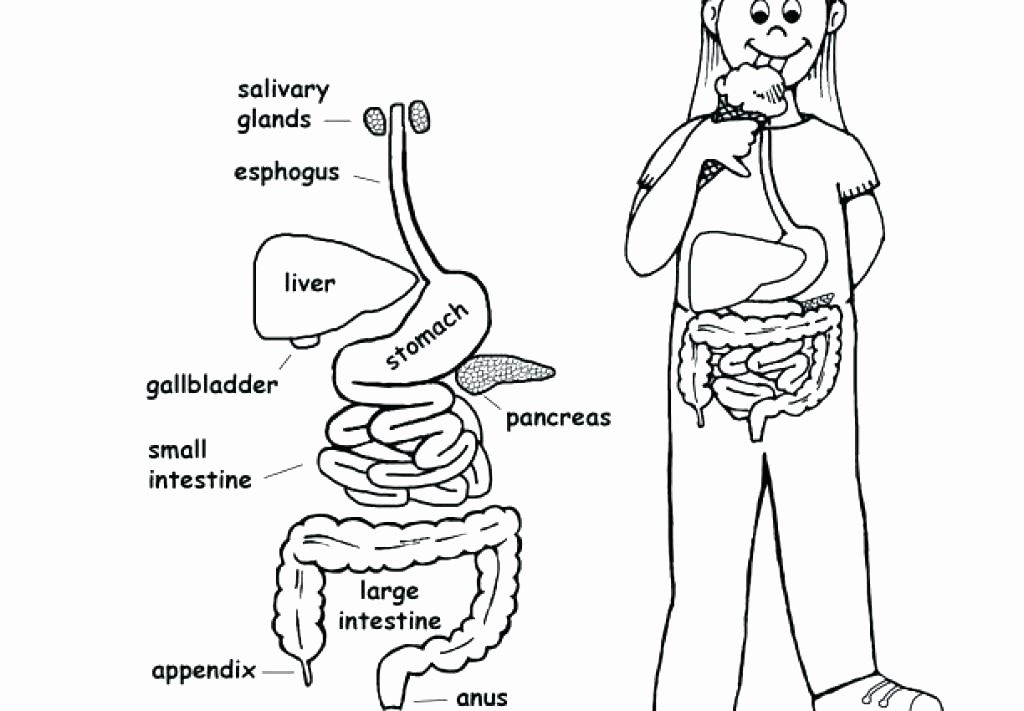 Digestive System Coloring Sheets Fresh attack Titan Coloring Pages System organs Colouring