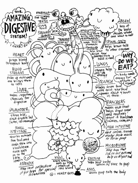 Digestive System Coloring Sheets Inspirational Digestive System Coloring Page Science