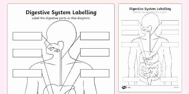 Digestive System Coloring Worksheet Awesome Free Printable Digestive System Worksheets