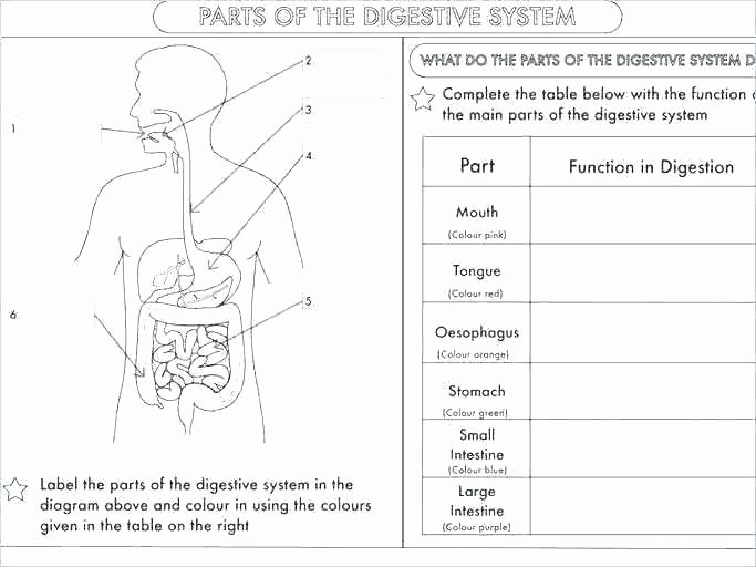 Digestive System Coloring Worksheet Beautiful Digestive System Worksheets for Grade Body Systems