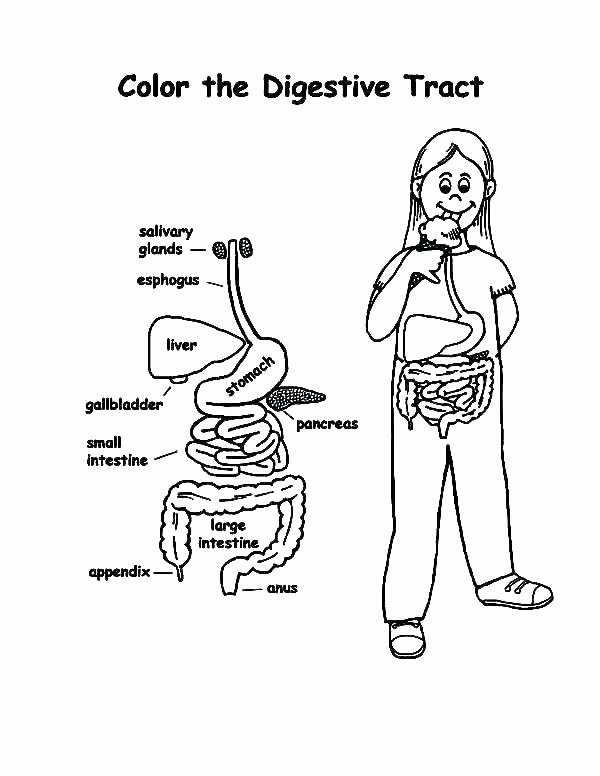 Digestive System Coloring Worksheet Best Of Body Outline Coloring Page Turkey Blank Printable B