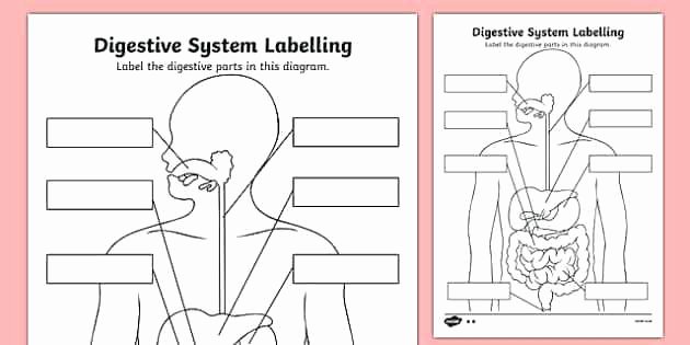 Digestive System Coloring Worksheet Best Of Body Systems Coloring Pages Digestive System Page