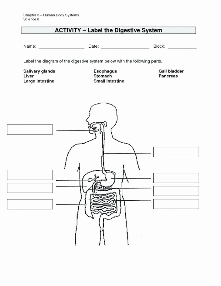 Digestive System Coloring Worksheet Elegant Circulatory System Labeling Worksheets – Morningknits