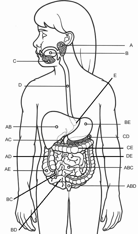 Digestive System Coloring Worksheet Elegant Digestive System Parts Coloring Page Awesome 23 6 Accessory