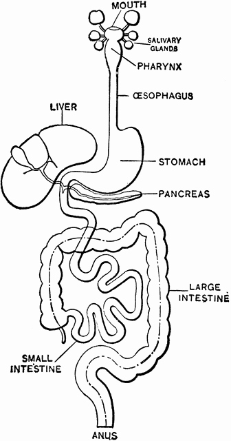 Digestive System Coloring Worksheet Elegant Digestive System School Ideas