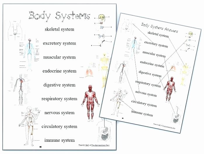 Digestive System Coloring Worksheet Elegant Digestive System Worksheets for 5th Grade
