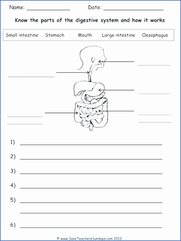 Digestive System Coloring Worksheet Fresh Digestive System Worksheets for 3rd Grade