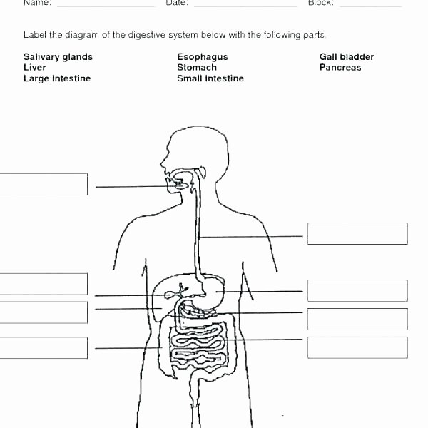 Digestive System Coloring Worksheet Inspirational Body Image Worksheets