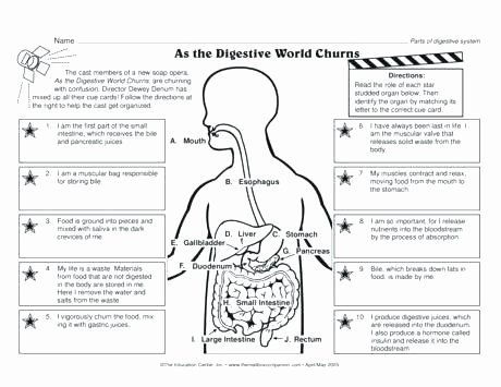 Digestive System Coloring Worksheet Inspirational Free Digestive System Worksheets Anatomy and Physiology