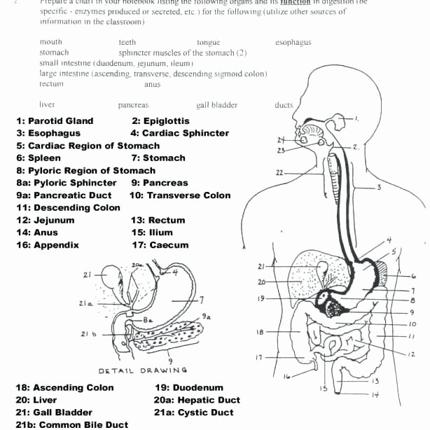 Digestive System Coloring Worksheet Lovely Digestive System Worksheets Free Download Parts the Heart