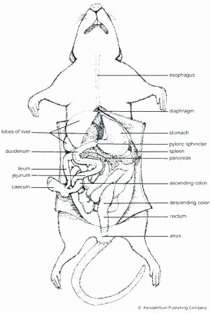 Digestive System Coloring Worksheet Luxury Digestive System Coloring Human and Rat Answer Key