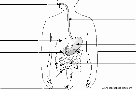 Digestive System Coloring Worksheet New Diagram Digestive System to Label Elegant Lovely