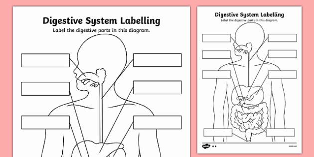 Digestive System for Kids Worksheets Awesome Label the Digestive System Worksheet Science Resource Twinkl