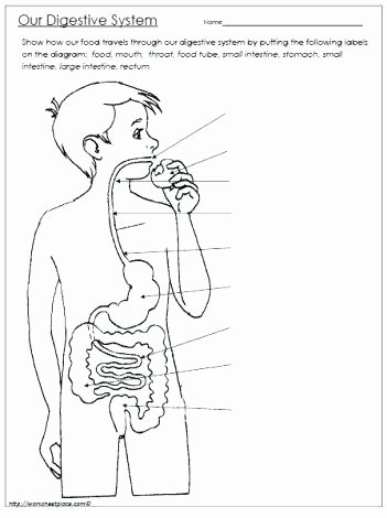 Digestive System for Kids Worksheets Beautiful Dig Digestive System Worksheets for Kids Worksheet Grade