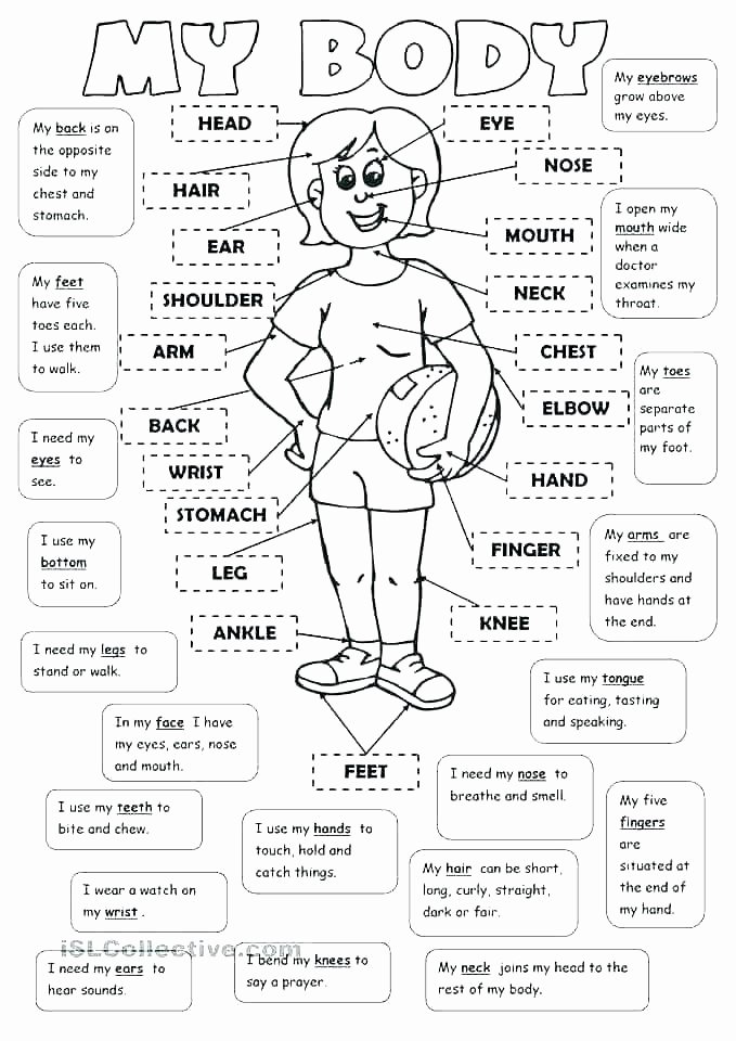 Digestive System for Kids Worksheets Best Of Digestive System Worksheets for Grade Worksheet Digestive