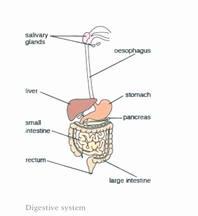 Digestive System for Kids Worksheets Elegant Dig Digestive System Worksheets for Kids Worksheet Grade