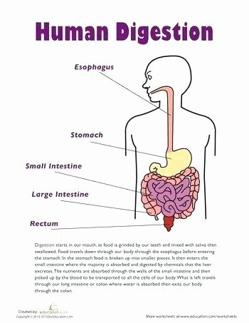 Digestive System for Kids Worksheets Fresh Digestive System Worksheets for 5th Grade