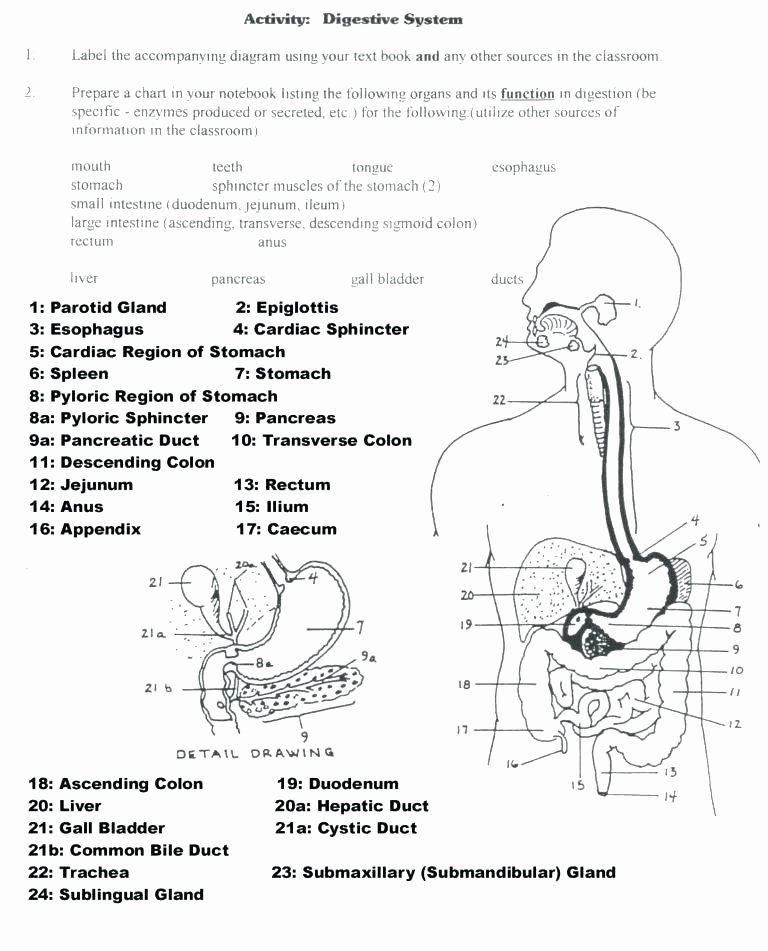 Digestive System for Kids Worksheets Inspirational Label Muscles Worksheet Body Anatomy Physiology Printable