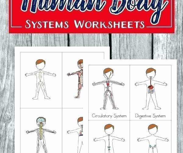 Digestive System for Kids Worksheets Lovely Body Systems Worksheets Human Worksheet Crossword Functions