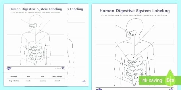 Digestive System for Kids Worksheets Lovely Digestive System Worksheets for 5th Grade