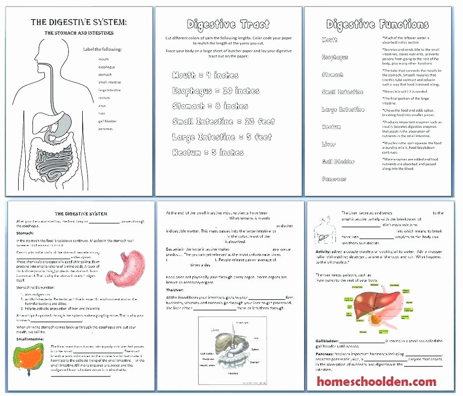 Digestive System for Kids Worksheets Luxury Free Human Body Systems Worksheets