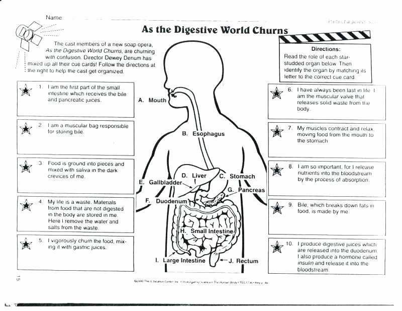 Digestive System for Kids Worksheets New Human Body Systems for Kids Worksheets Free Human Body