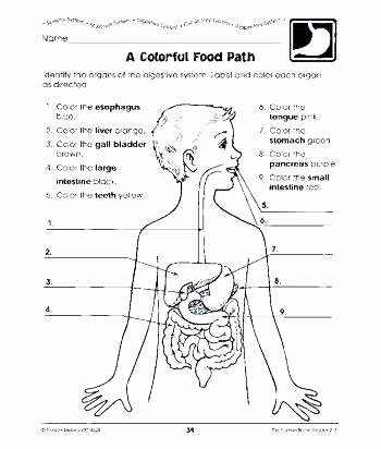 Digestive System Worksheets Middle School Dig Digestive System Worksheets for Kids Worksheet Grade