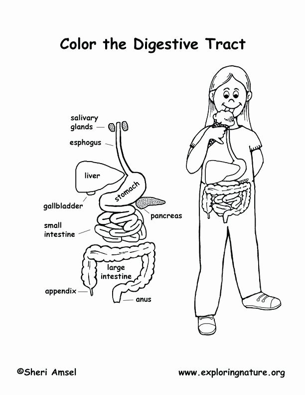 Digestive System Worksheets Middle School Digestive System Worksheets 7th Grade