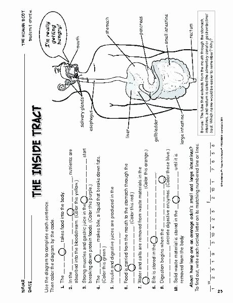 Digestive System Worksheets Middle School Grade Science Worksheets Printable for Free Digestive System