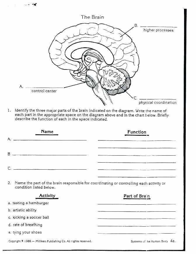 Digestive System Worksheets Middle School Human Body Systems for Kids Worksheets Free Human Body