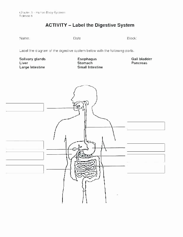Digestive System Worksheets Middle School Human Body Systems for Kids Worksheets Free Human Body