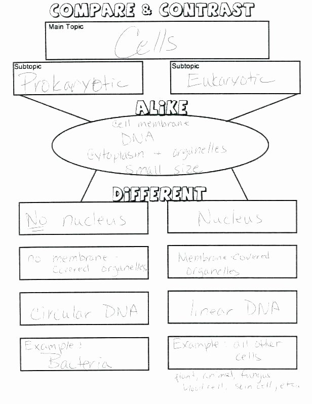 Dna Structure Worksheet High School Elegant Dna Coloring Worksheet Middle School – Highfiveholidays
