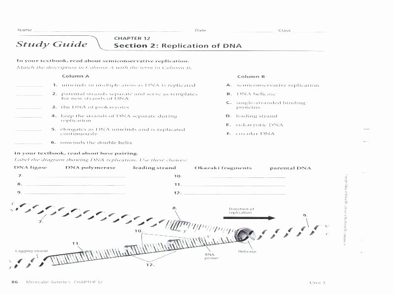 Dna Structure Worksheet High School Fresh Dna Replication Coloring Page – Smithfarmspa