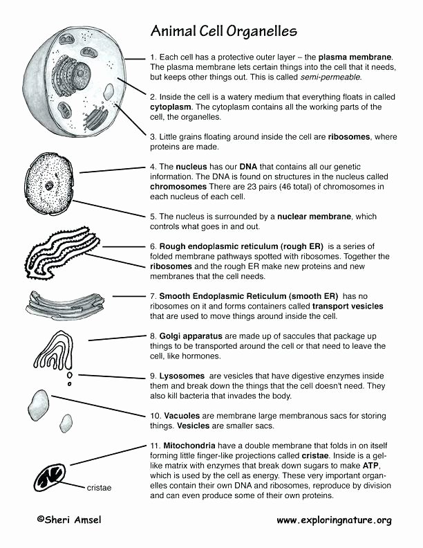 Dna Structure Worksheet High School Unique Biology Cell Structure Worksheets – Openlayers