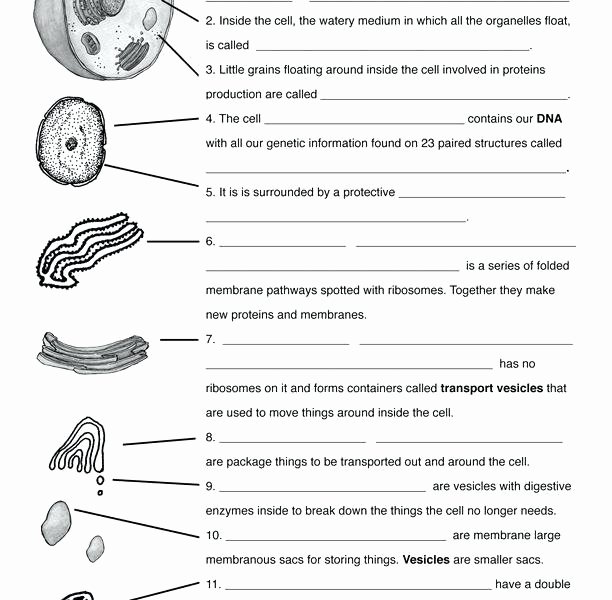 Dna Worksheet Middle School Pdf Beautiful Dna Coloring Worksheet Middle School – Highfiveholidays