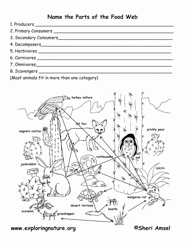 Ecology Worksheets Middle School Ecology Worksheets for High School