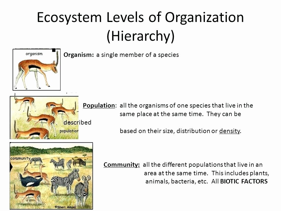 Ecosystem Worksheet Answer Key Awesome Populations and Ecosystems Worksheets 4 Ecosystem Population