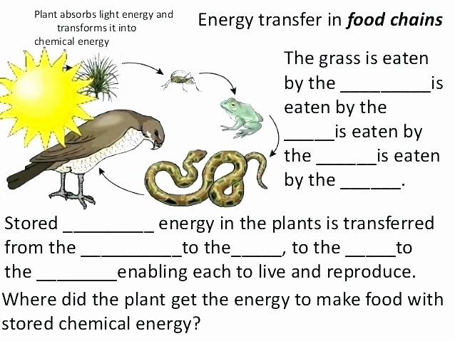 Ecosystem Worksheets 4th Grade Ecology for Kids Worksheets – Onlineoutlet