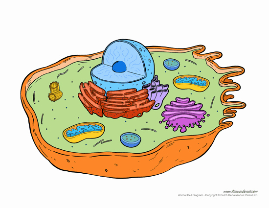 Elementary Cell Worksheets Inspirational Animal Cell Diagram Worksheet