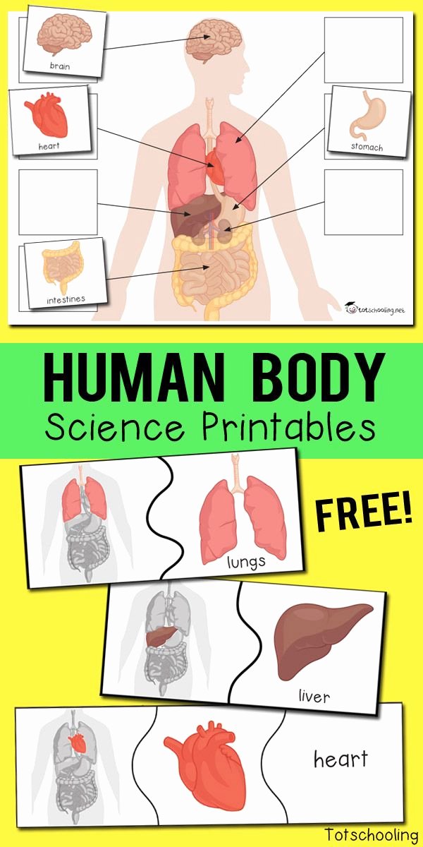 Five Senses Kindergarten Worksheet Free Preschool Worksheets Human Body