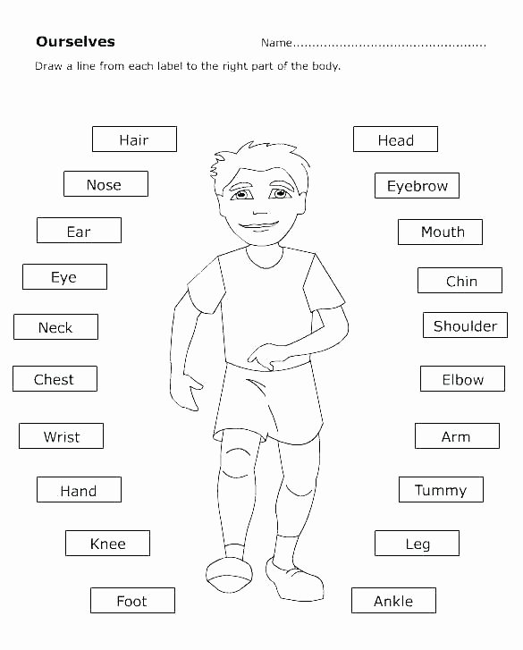 Free Human Body Systems Worksheets Body Parts Lesson for Kindergarten Free Human Worksheets