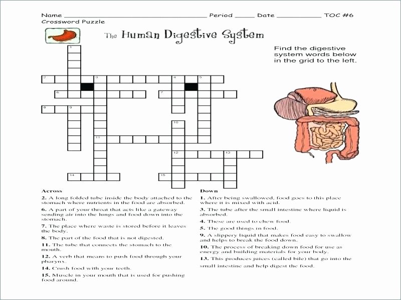 Free Human Body Systems Worksheets Digestive System with Named organs Coloring Page Science