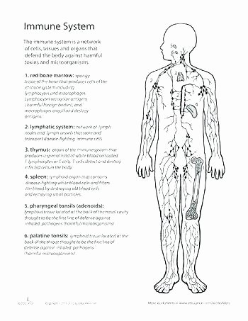 Free Human Body Systems Worksheets Grade 5 Science Worksheets Human Body Second Grade Science