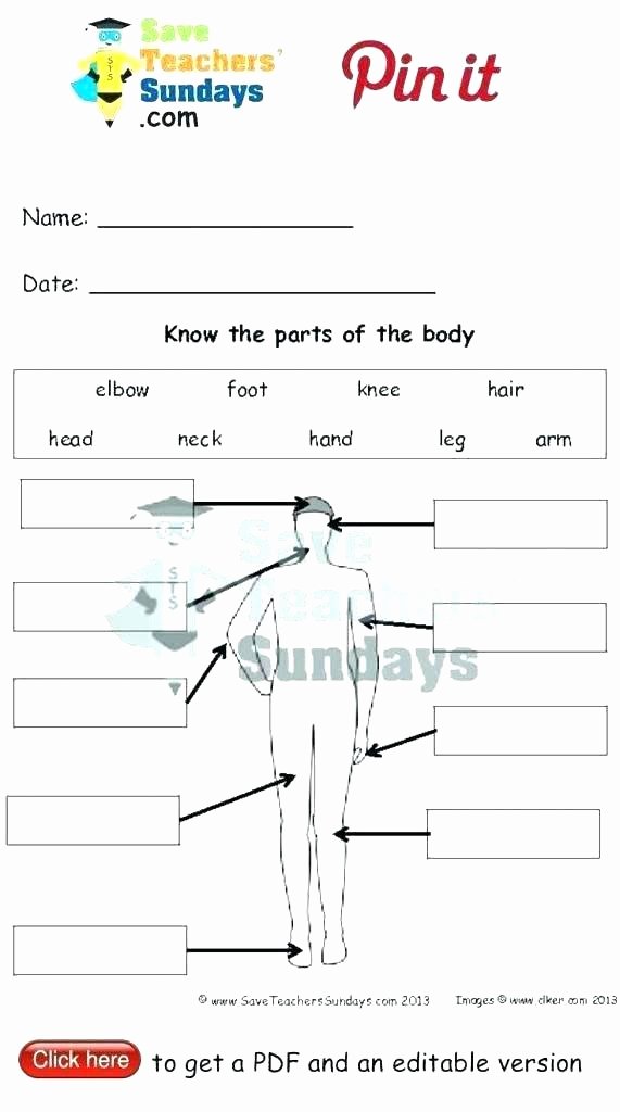 Free Human Body Systems Worksheets Human Body Worksheets