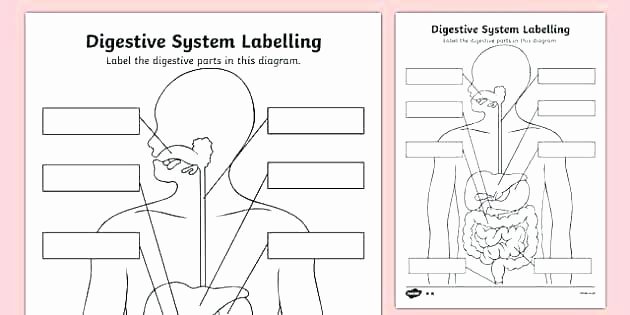 Free Human Body Systems Worksheets Muscular System Worksheets 3rd Grade
