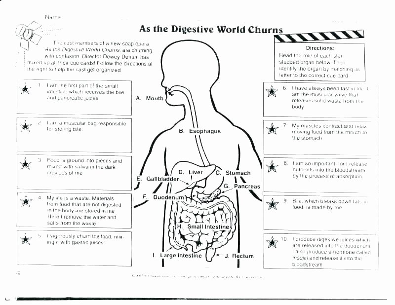 Free Human Body Worksheets Digestive System Worksheets for 5th Grade