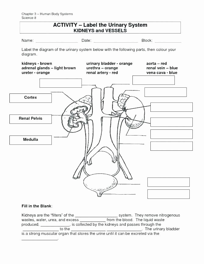 Free Human Body Worksheets Free Printable Matching Worksheets Australian Money