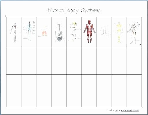 Free Human Body Worksheets Human Body Systems Worksheets for Kids Image Free Generator
