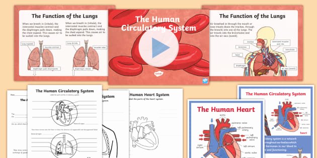 Free Human Body Worksheets Ks2 Human Body Circulatory System Lesson Teaching Pack